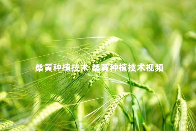 桑黄种植技术 桑黄种植技术视频